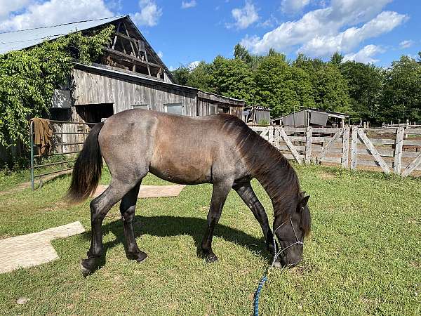 tennessee-walker-andalusian-horse
