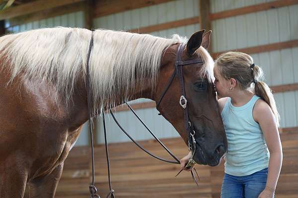 ridden-weste-tennessee-walking-horse