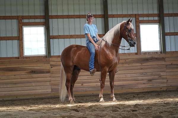 trail-horse-tennessee-walking