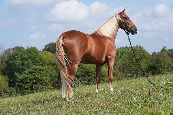 twhbea-tennessee-walking-horse