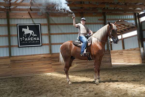 gaited-horse-tennessee-walking