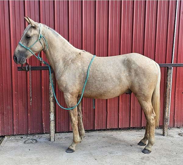 standardbred-gelding