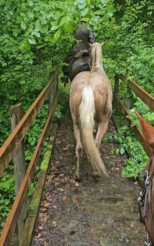 standardbred-horse