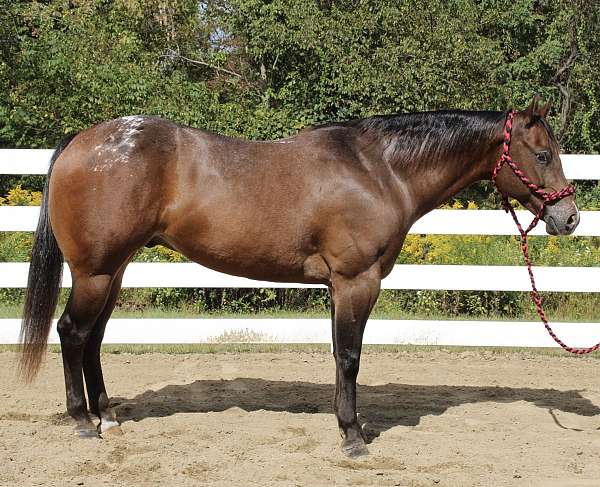 stocky-appaloosa-horse