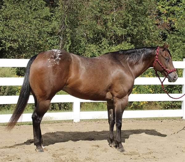 wife-safe-appaloosa-horse