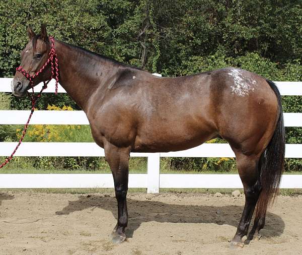 151-hands-appaloosa-horse