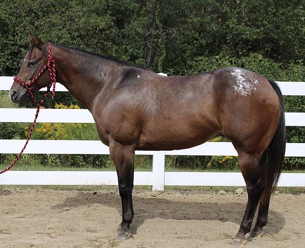 lesson-horse-appaloosa