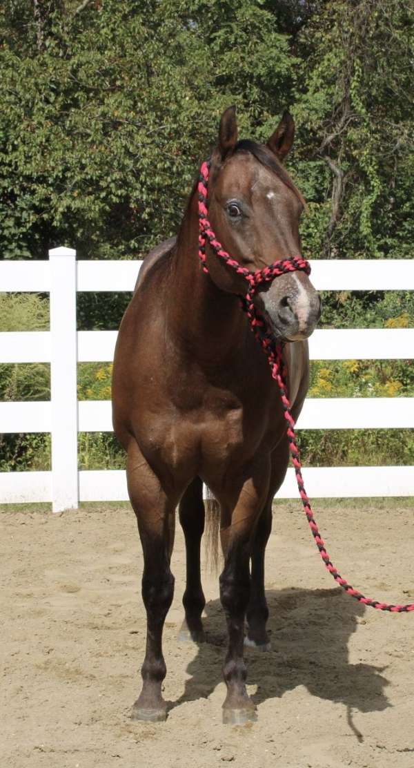 shownanship-appaloosa-horse