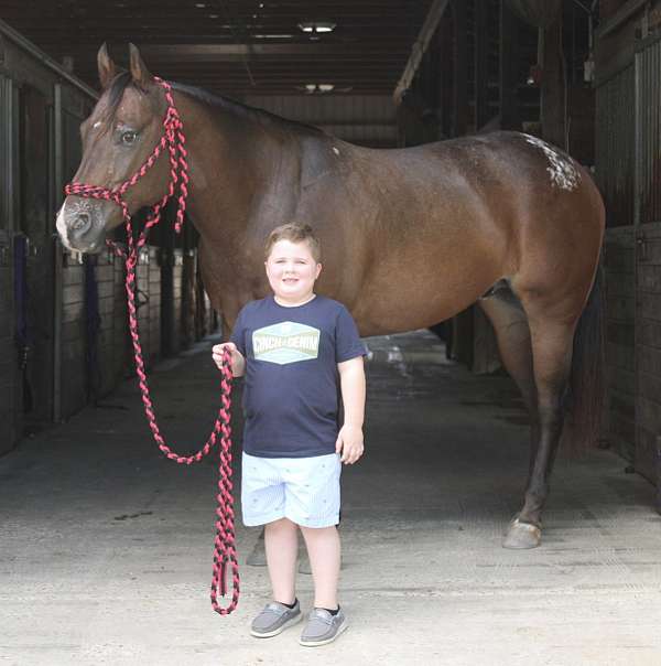 ranch-pleasure-appaloosa-horse