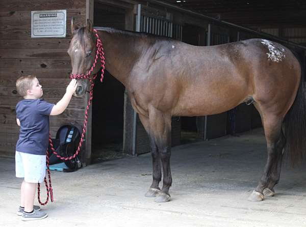 confidence-builder-appaloosa-horse