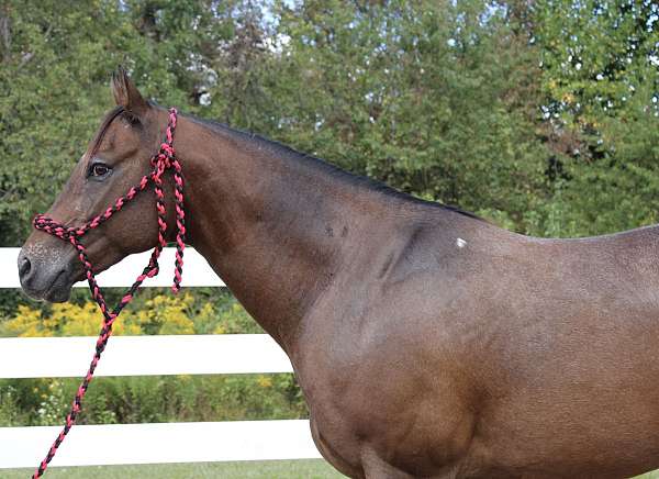 level-headed-appaloosa-horse
