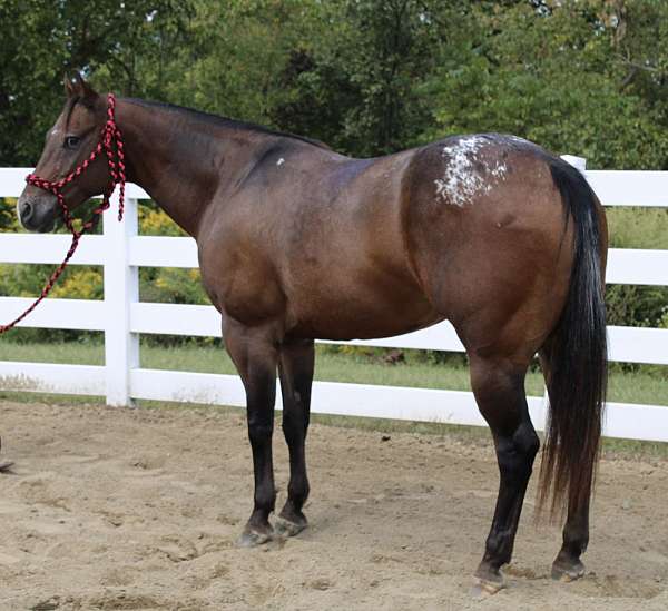 schoo-appaloosa-horse