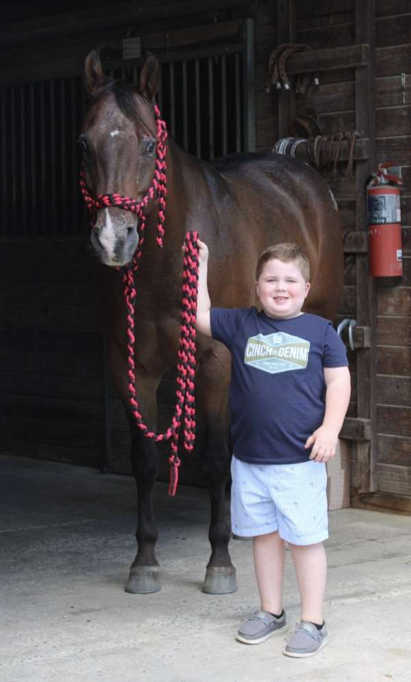 shownanship-horse