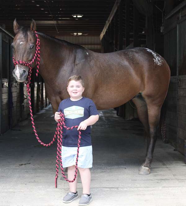few-spot-gelding