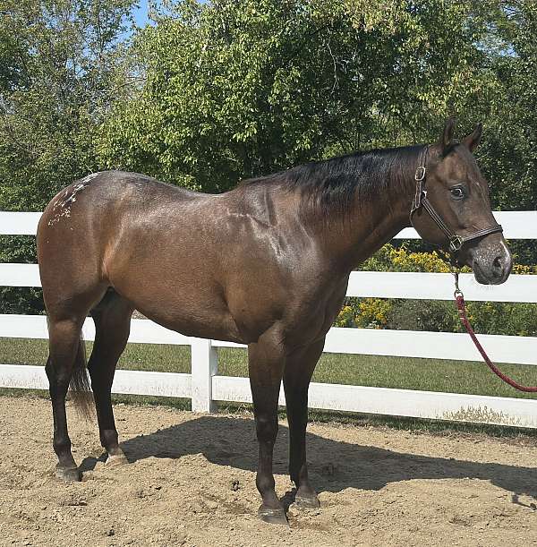 shownanship-gelding