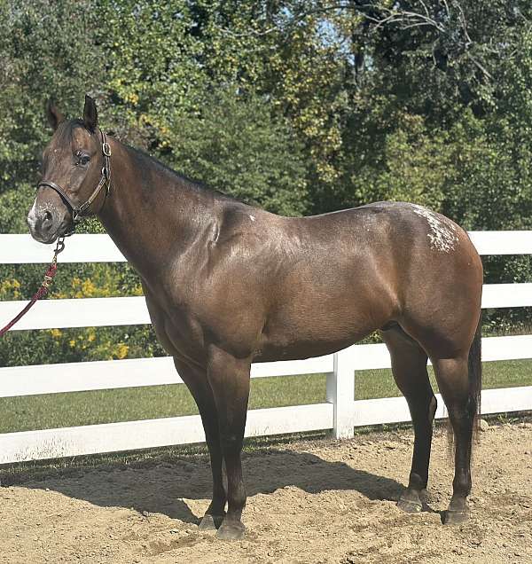 bay-schoo-horse