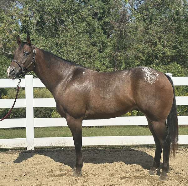 schoo-gelding