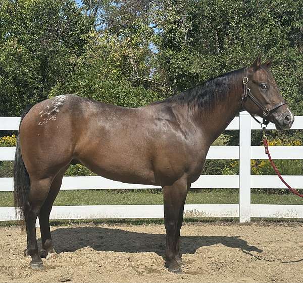 schoo-horse