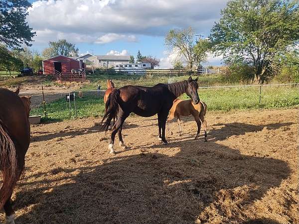 bay-chocolate-colt-for-sale
