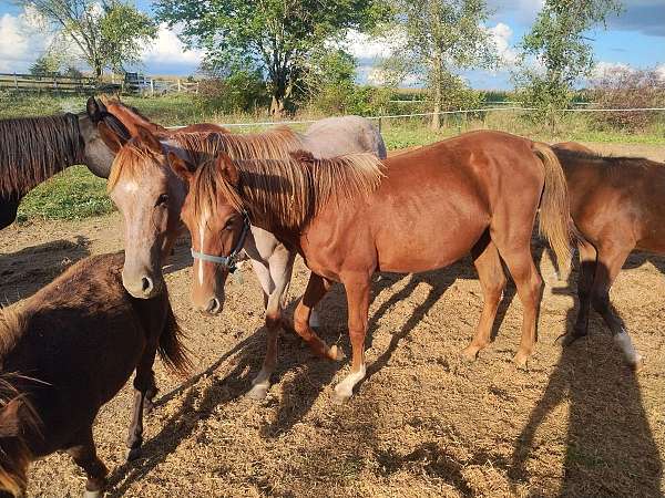 bay-chocolate-filly-for-sale