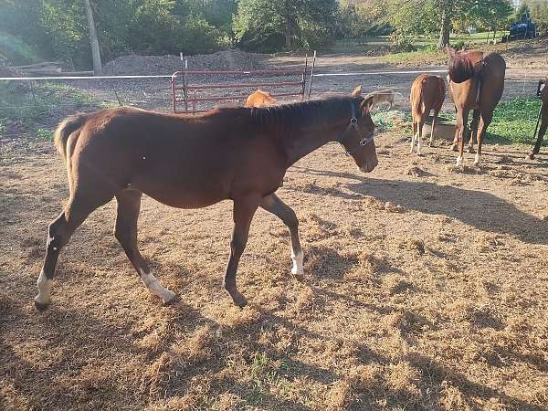 bay-chocolate-mare-for-sale