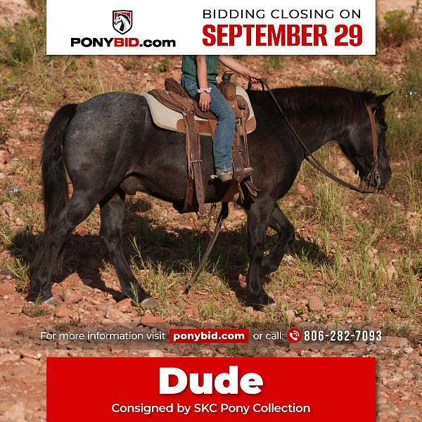 all-around-quarter-pony