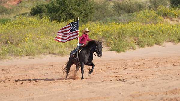 ridden-english-quarter-pony