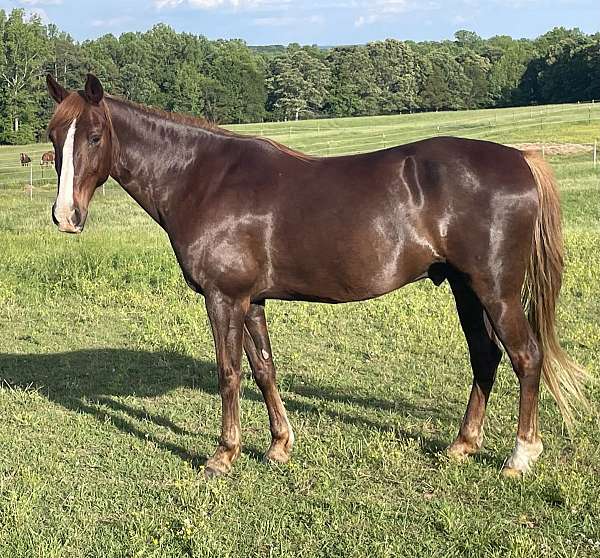gaited-tennessee-walking-horse