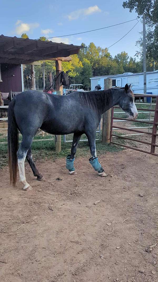 sabino-companion-rescue-horse