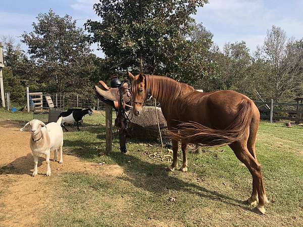 companion-rescue-tennessee-walking-horse