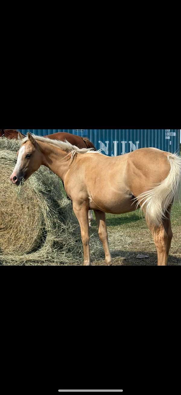 baths-palomino-horse
