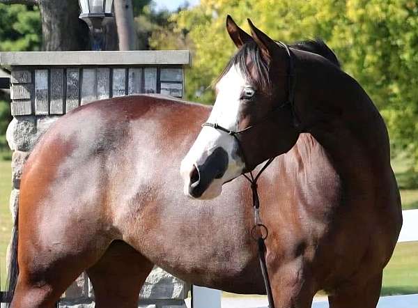 splash-white-horse