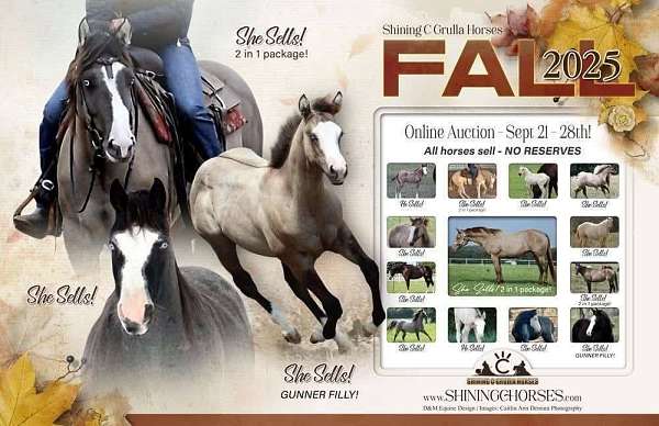 all-around-paint-horse