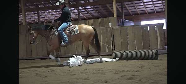 qh-pony