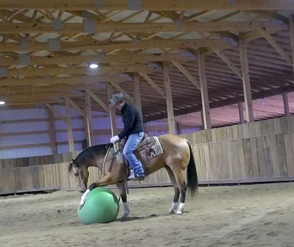 comfortable-gaits-quarter-pony