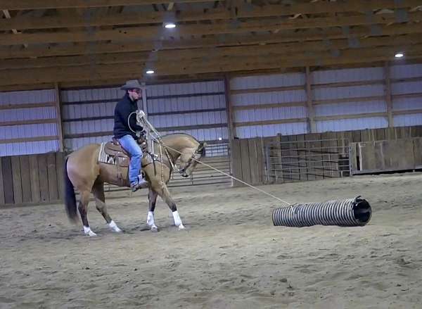 easy-to-manage-quarter-pony