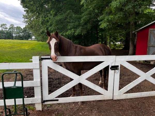 flax-manetail-horse