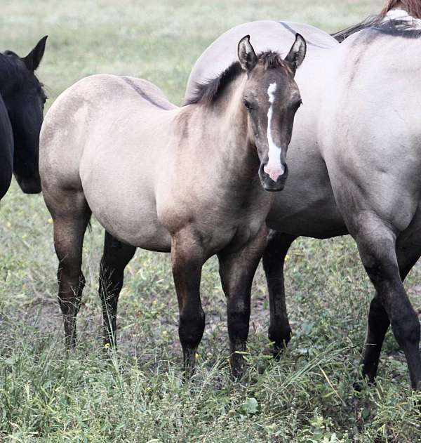 splash-white-horse