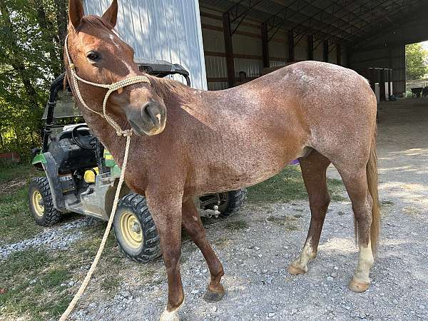 roan-saddlebred-for-sale