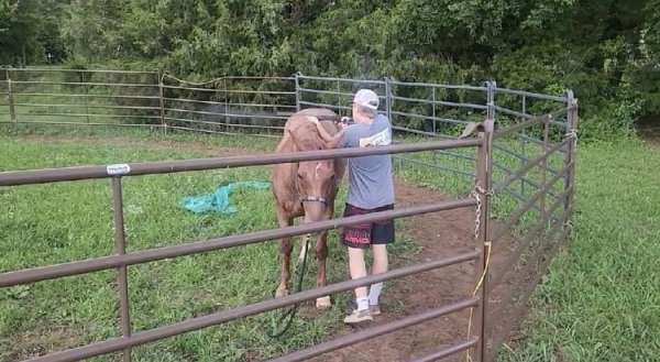 roan-saddlebred-horse