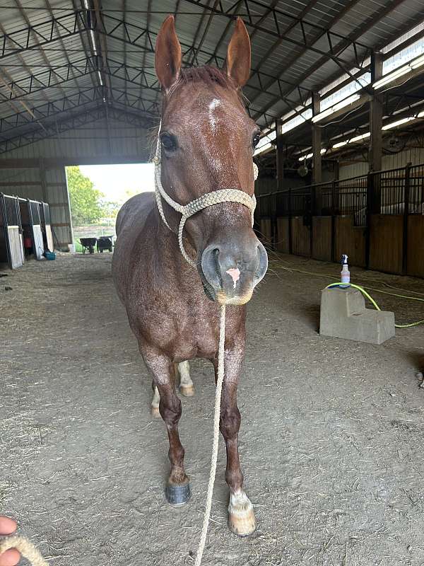 roan-saddlebred