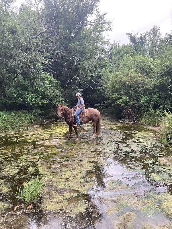 roan-saddlebred-gelding