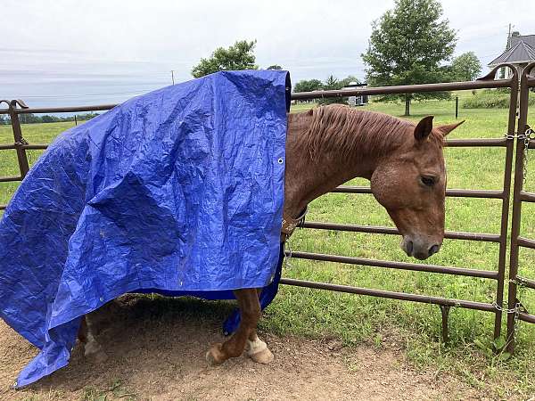 saddlebred-horse-for-sale