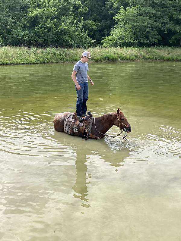 saddlebred-horse