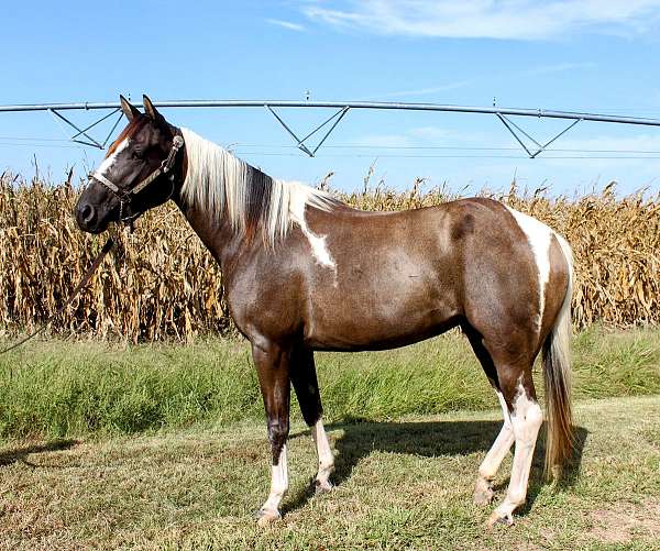 paint-filly
