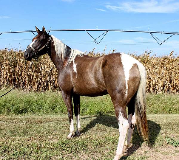 paint-horse-for-sale