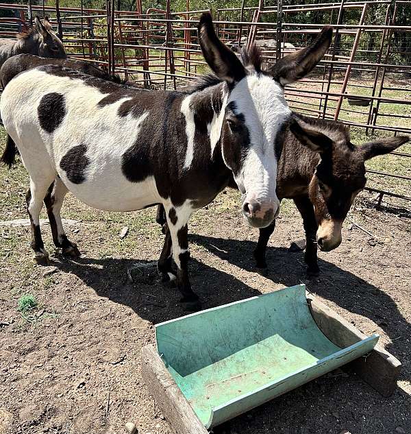 black-white-spotted-foal