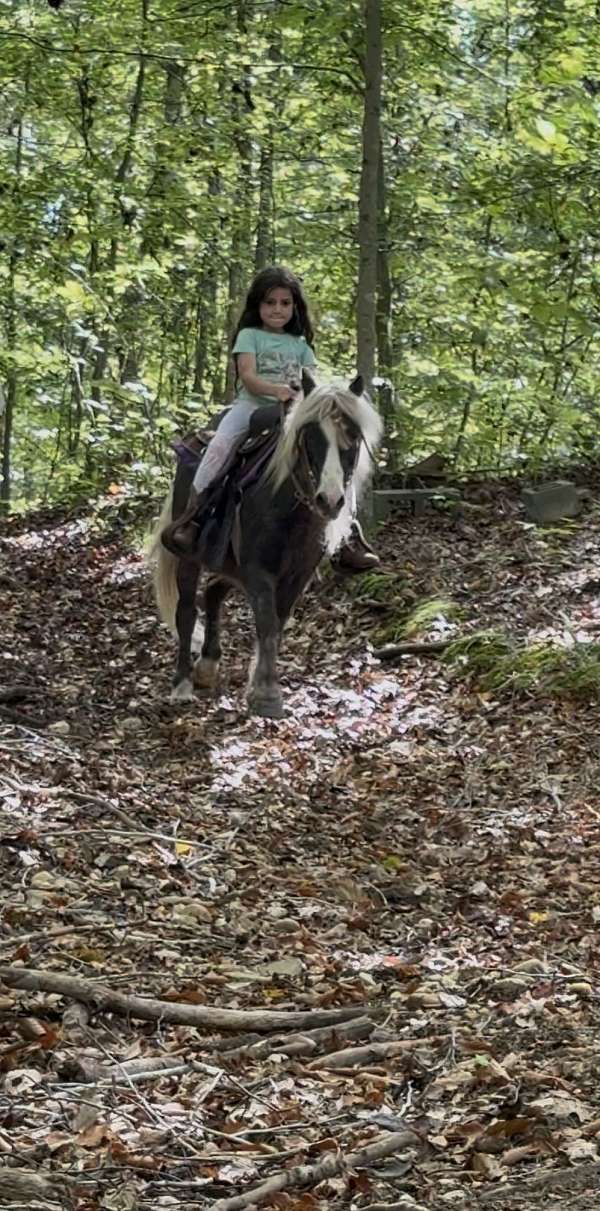 10-hand-pony-mare