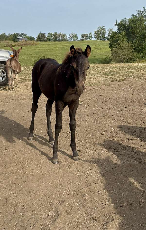 none-horse