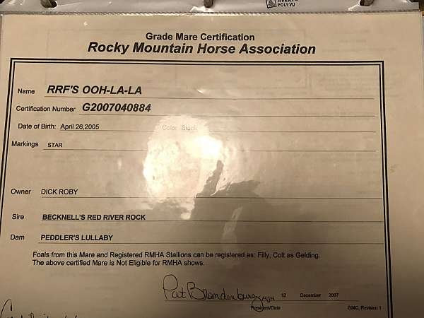 breeding-rocky-mountain-horse